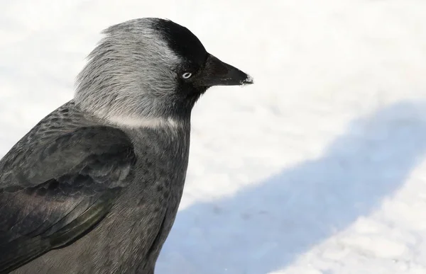 Kajan på snö, Corvus monedula — Stockfoto