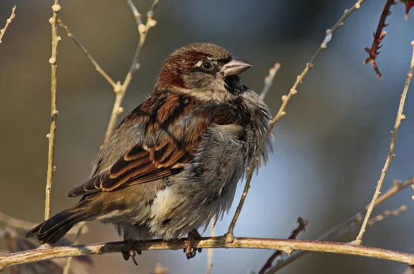 House Sparrow on branch, Passer domesticus — Stock Photo, Image