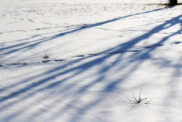 Schnee und Schatten der Bäume — Stockfoto