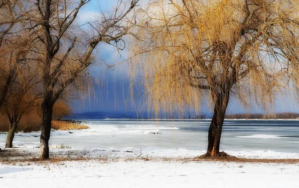 Piękny zimowy krajobraz, mrożone rzeka Dunaj i wierzba Płacząca drzew — Zdjęcie stockowe