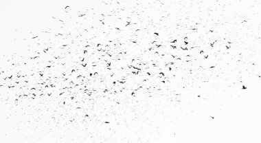 flock of birds isolated on white background and texture, ( Rook and Jackdaw ) clipart