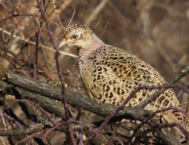Dalı, Phasianus colchicus ortak sülün erkek