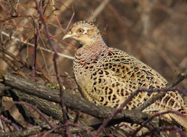 Dalı, Phasianus colchicus ortak sülün erkek