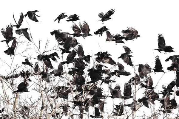 Troupeau d'oiseaux isolés sur fond blanc et texture, (Rook et Jackdaw  ) — Photo