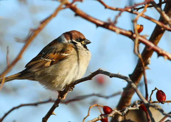 Tree sparrow, passer montanus — Stock Photo, Image