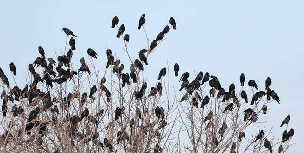 Стадо птиц на ветке, Ладья и Jackdaw — стоковое фото