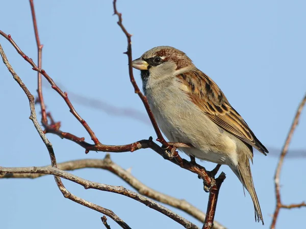 House Sparrow on branch, Passer domesticus — Stock Photo, Image