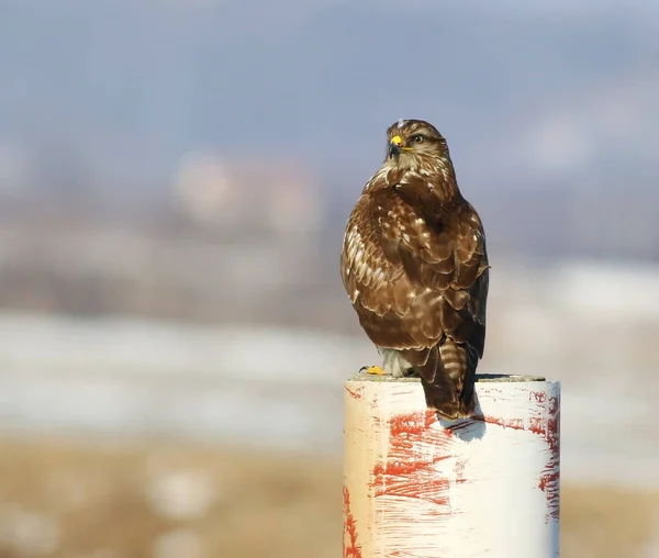 Buzzard comum, Buteo buteo — Fotografia de Stock