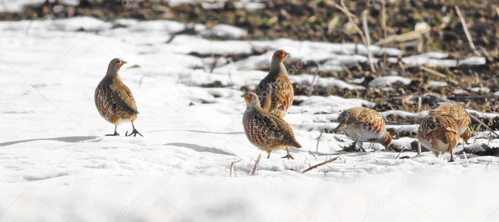 Gray partridge on snow, Perdix perdix