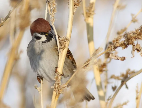 Tree sparrow, passer montanus — Stock Photo, Image