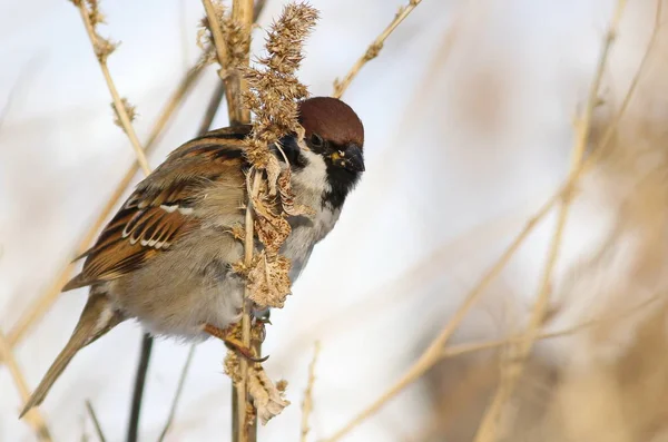 Tree sparrow, passer montanus — Stock Photo, Image