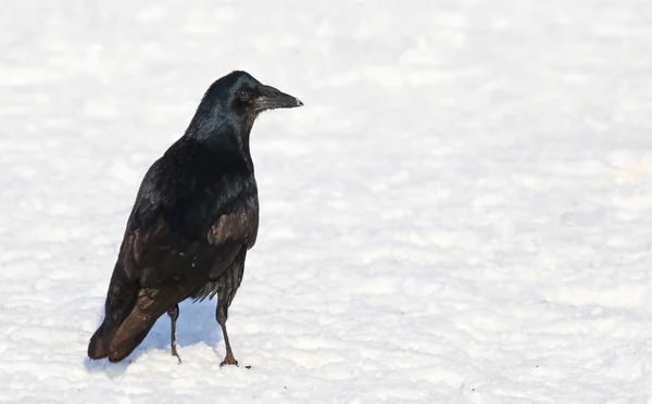 Rook sulla neve Corvus frugilegus — Foto Stock