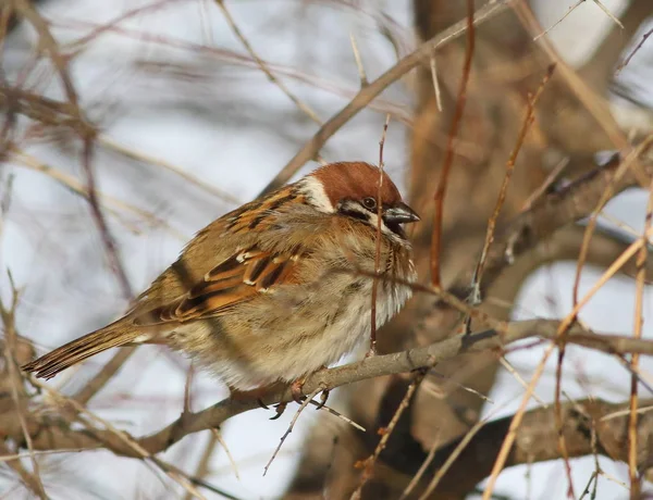 Ringmus, passer montanus — Stockfoto