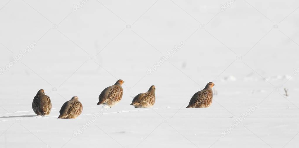 Gray partridge on snow, Perdix perdix
