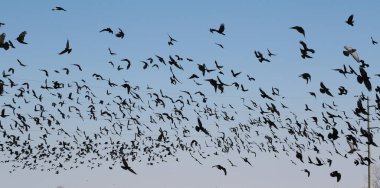 Kale ve küçük karga, Corvus Frugilegus Kuşlar sürüsü