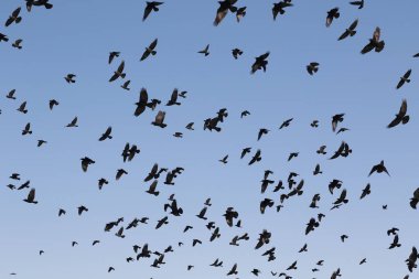 Flock of birds Rook and Jackdaw, Corvus Frugilegus clipart