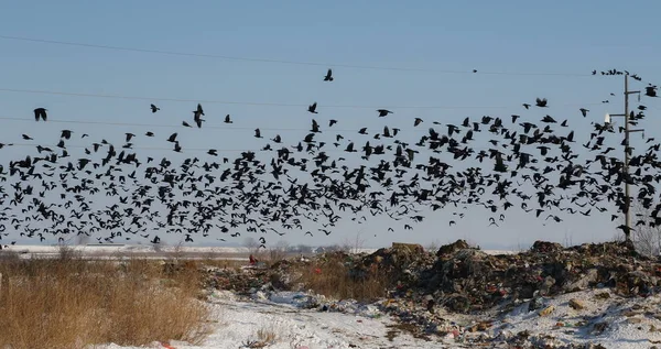 Troupeau d'oiseaux dans la décharge, Rook et Jackdaw — Photo