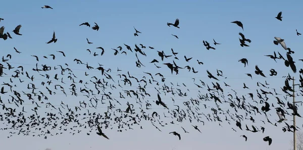 Gregge di uccelli Rook e Jackdaw, Corvus Frugilegus — Foto Stock