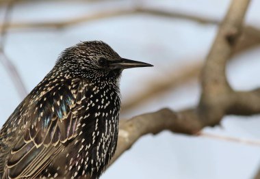 Hadi Starling, Sturnus vulgaris