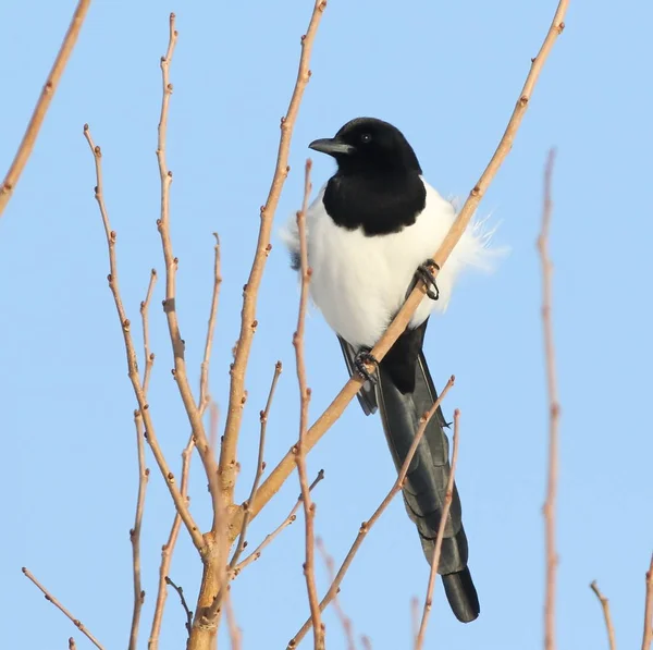 Eurasian Magpie on branch, pica pica — Stock Photo, Image