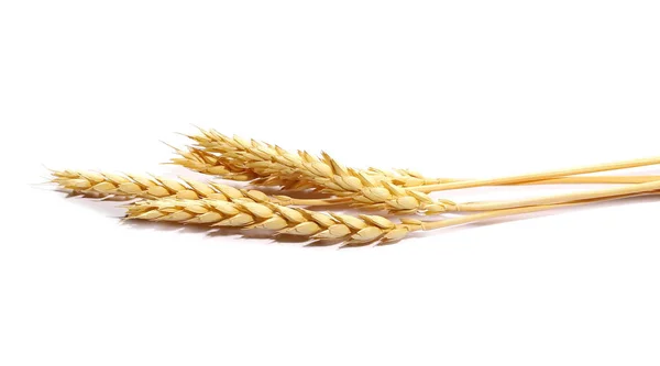 Колосья пшеницы и зерна на белом фоне — стоковое фото