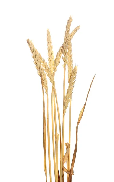 Сухие колосья пшеницы зерна изолированы на белом, с обрезкой пути — стоковое фото