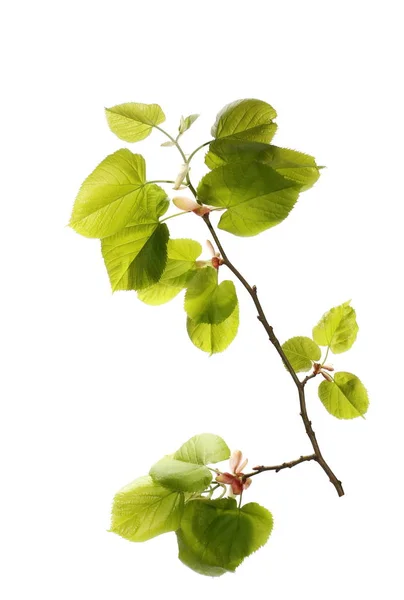 Blossom out linden lime tree leaves isolated on white background — Stock Photo, Image