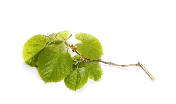 Blossom out linden lime tree leaves isolated on white background — Stock Photo, Image