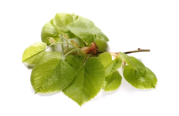 Blossom out linden lime tree leaves isolated on white background — Stock Photo, Image