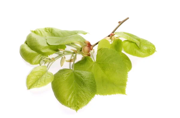 Flores de tilo hojas de tilo aisladas sobre fondo blanco — Foto de Stock