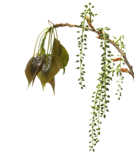 젊은 포 화이트 (populus 알바) 나무 잎과 씨앗 경로 클리핑 흰색 배경에 고립 — 스톡 사진