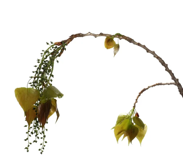 Vita unga poppel (populus alba) träd blad och frön isolerad på en vit bakgrund, urklippsbana — Stockfoto