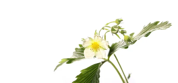 Wild blossom strawberry flowers and leaves in flower isolated over white background. — Stock Photo, Image