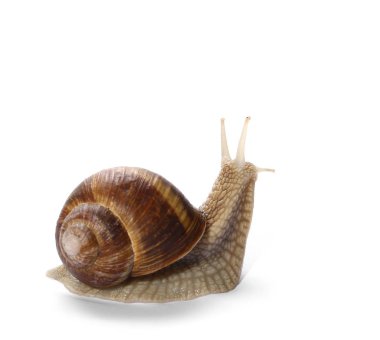 beyaz zemin üzerine helix pomatia izole salyangoz