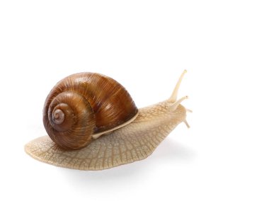 beyaz zemin üzerine helix pomatia izole salyangoz