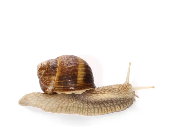 Caracol aislado sobre fondo blanco, Helix pomatia —  Fotos de Stock