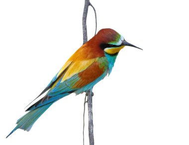 beyaz zemin üzerinde arı kuşu apiaster izole Avrupa arı kuşugiller