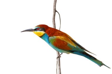 beyaz zemin üzerinde arı kuşu apiaster izole Avrupa arı kuşugiller