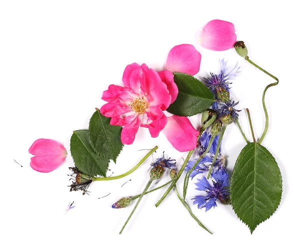Roze roos met bloemblaadjes en bladeren geïsoleerd op een witte achtergrond, bovenaanzicht — Stockfoto