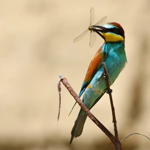 Bijeneter met prooi dragonfly (Merops Apiaster) — Stockfoto