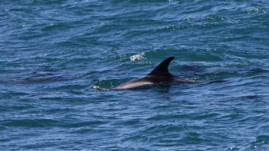 Beyaz burunlu yunuslar (Lagenorhynchus albirostris), İzlanda