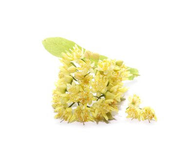 Beyaz arkaplanda bulunan ıhlamur çiçekleri