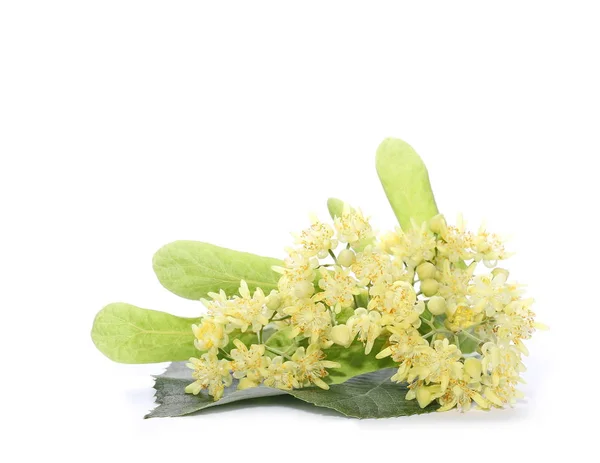 Linden bloemen geïsoleerd op witte achtergrond — Stockfoto