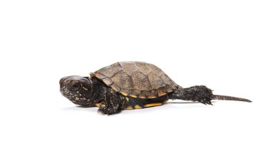 Küçük bebek kaplumbağa, Hermann'ın kaplumbağa beyaz arka plan üzerinde izole.