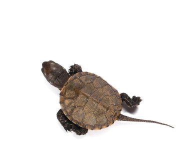 Küçük bebek kaplumbağa, Hermann'ın kaplumbağa beyaz arka plan üzerinde izole.