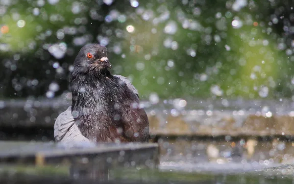 Pigeon in fountain with bokeh lights background — Stock Photo, Image