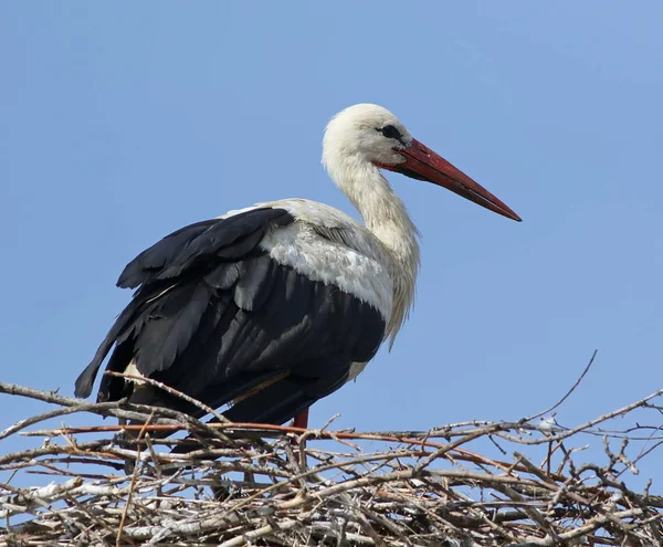 Cigüeña blanca en nido, ciconia ciconia —  Fotos de Stock