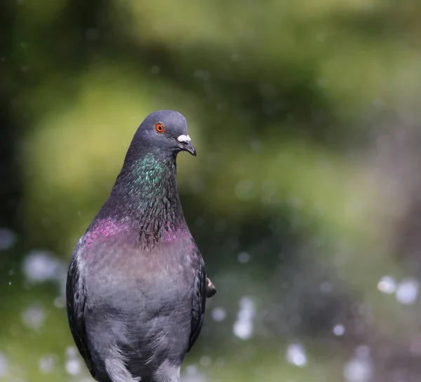 Pigeon in fountain with bokeh lights background — Stock Photo, Image