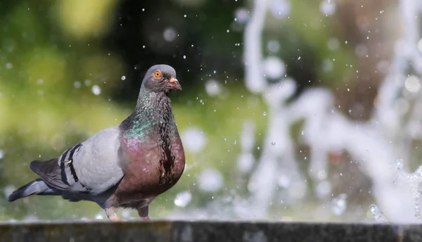 Pigeon in fountain with bokeh lights background — Stock Photo, Image