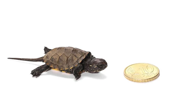 Lilla baby sköldpadda, Hermanns sköldpaddan isolerad på vit bakgrund — Stockfoto